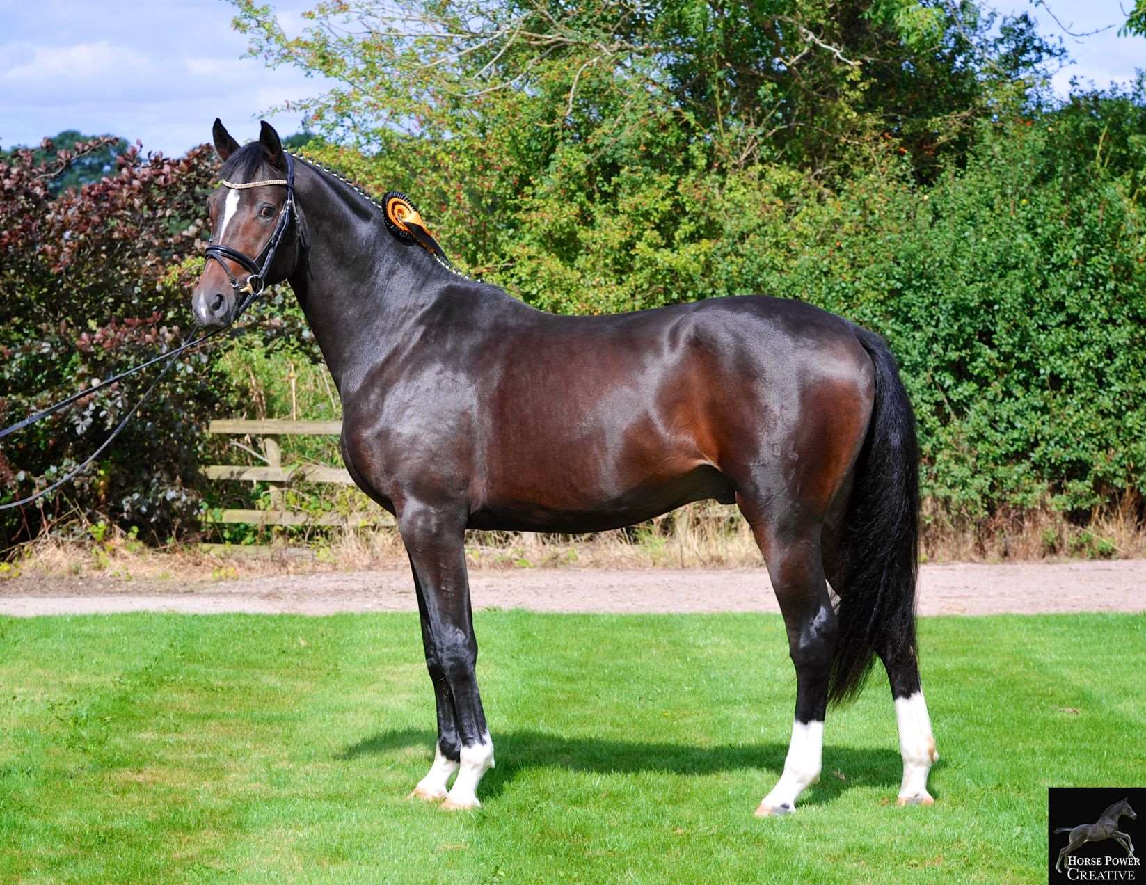 Duke of Deerleap Stallion